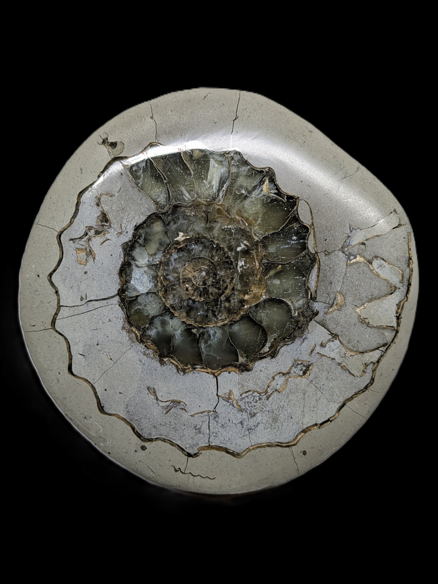 Cut and polished Androgynoceras sp. - Charmouth, Dorset