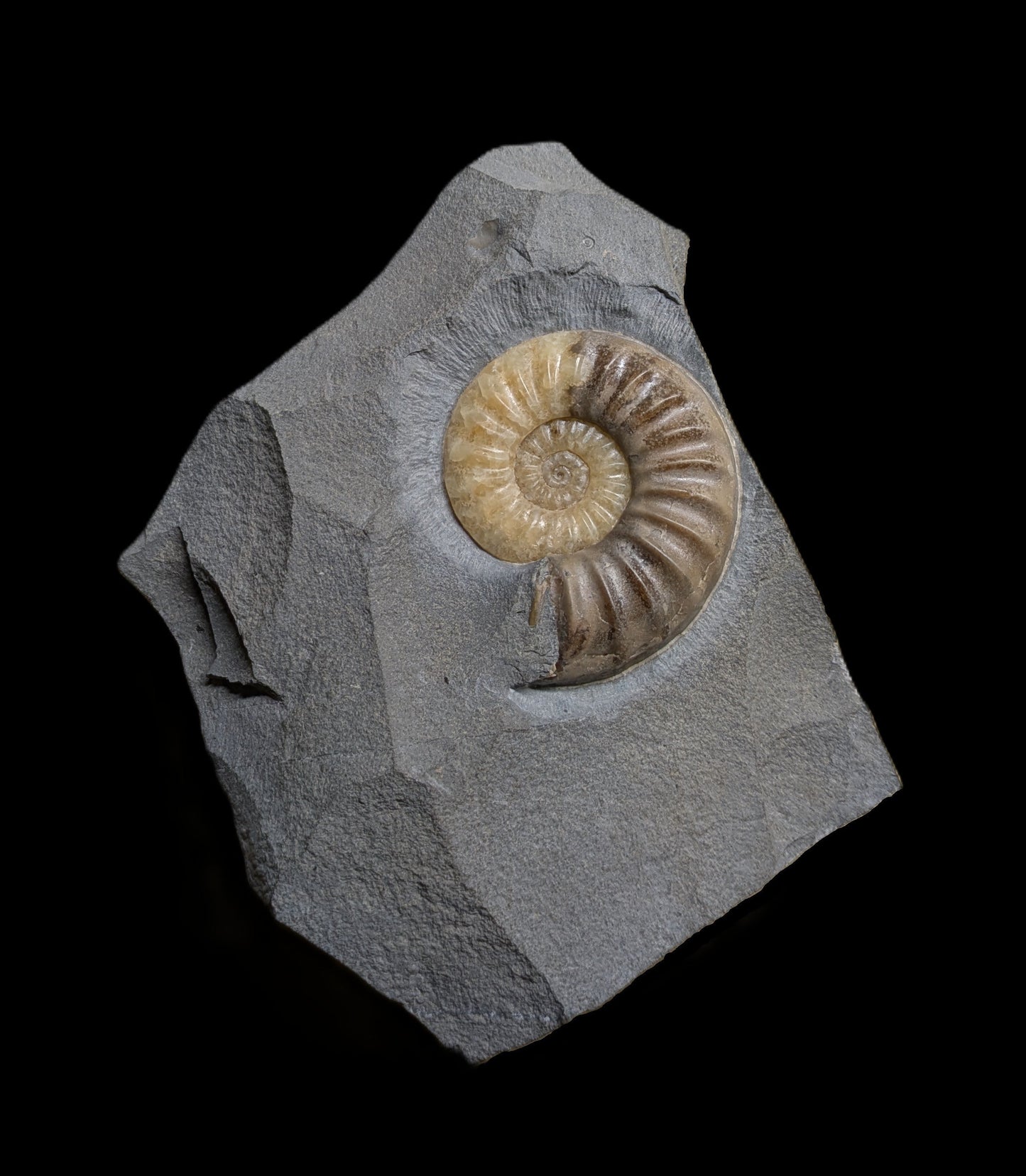 Asteroceras obtusum - Charmouth, Dorset