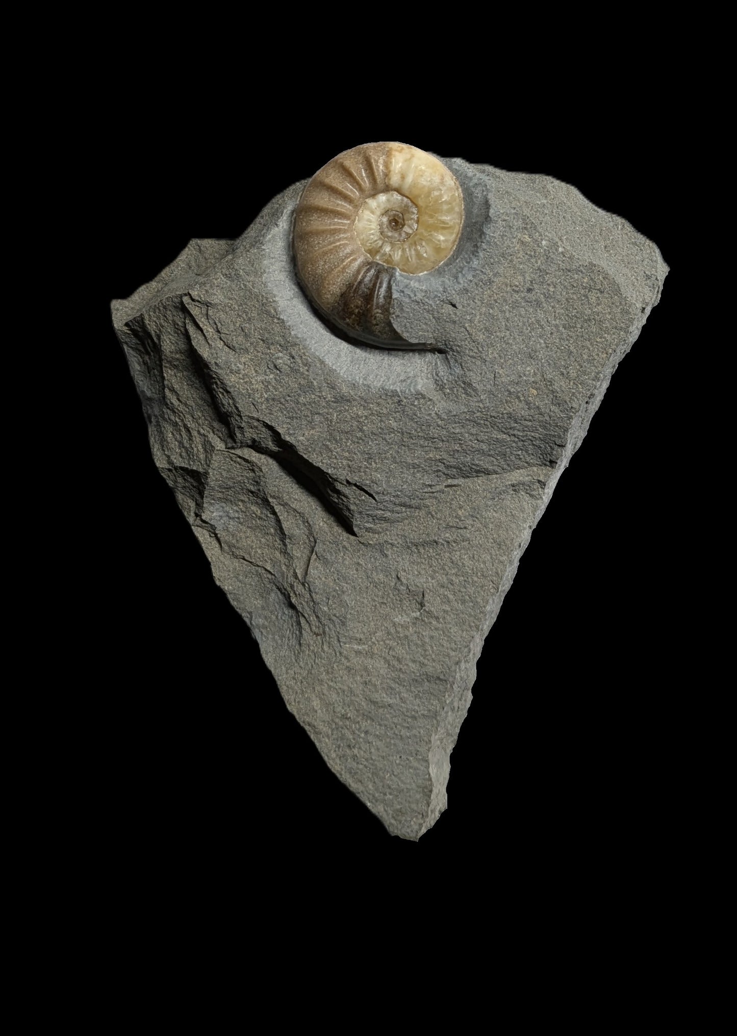 Asteroceras obtusum - Charmouth, Dorset
