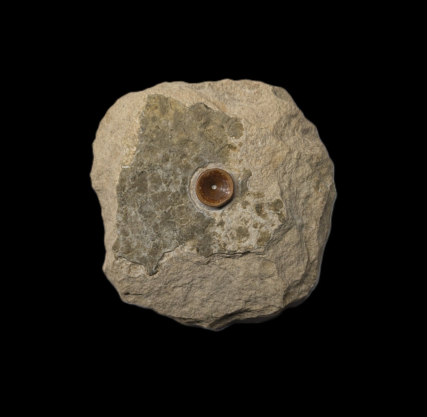 Fish vertebra - Swanage, Dorset
