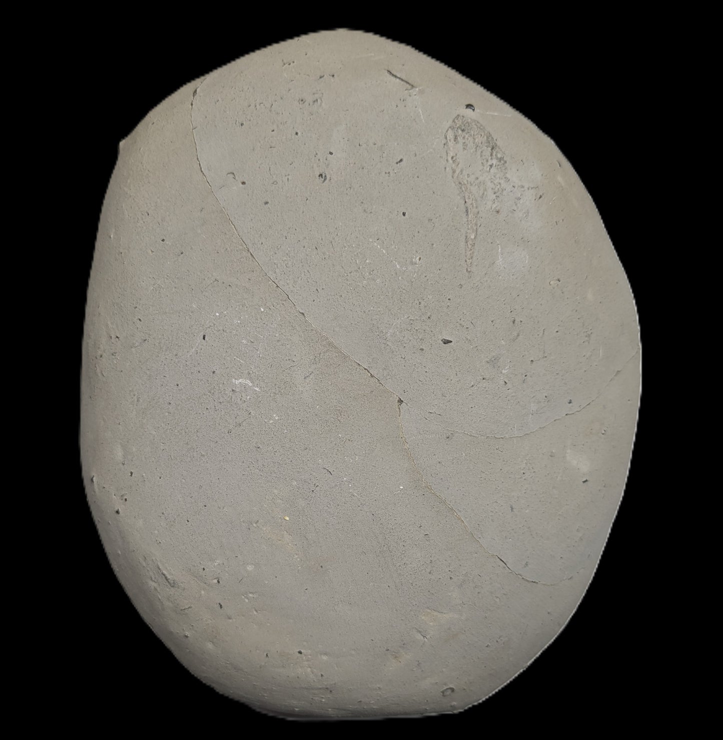 Lytoceras sp. - Seatown, Dorset