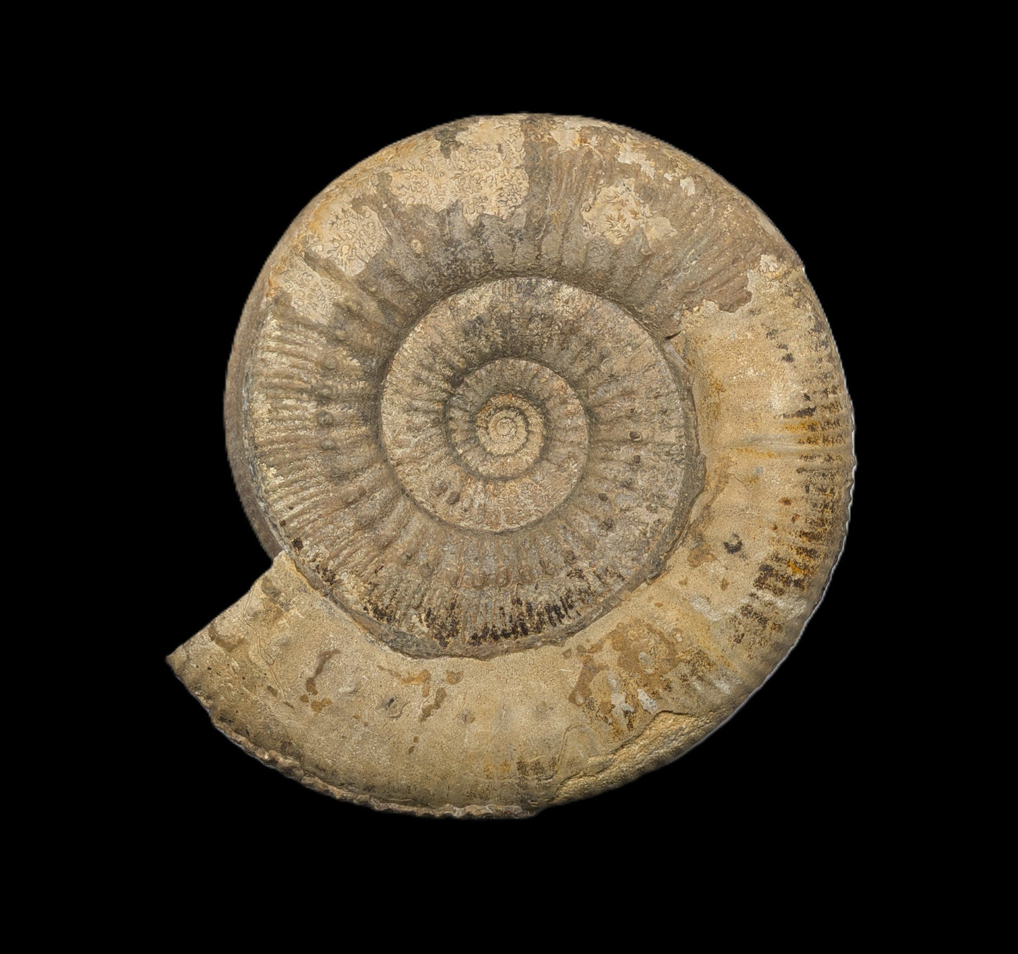 Stephanoceras sp. - Oborne Wood, Dorset