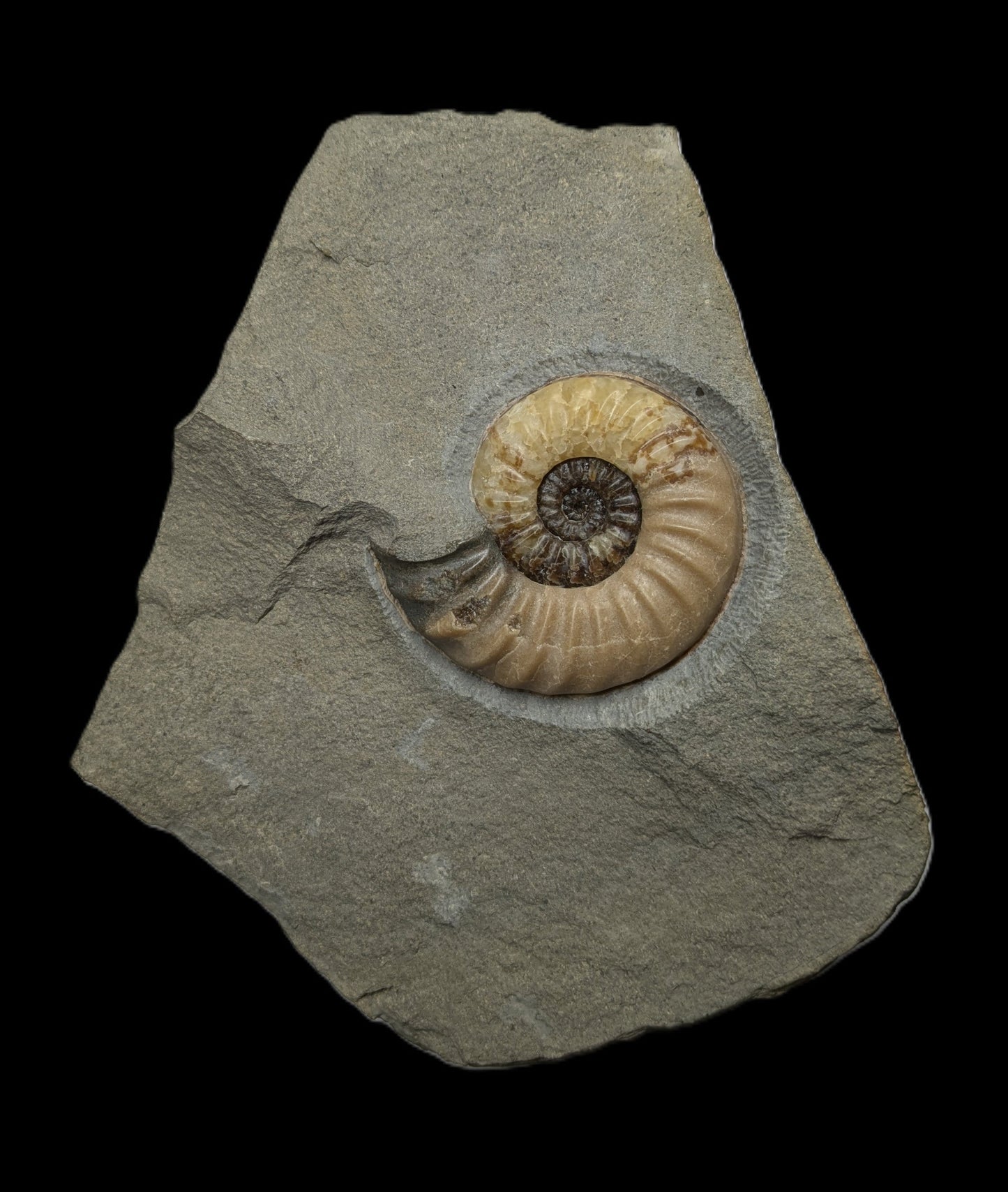 Asteroceras obtusum - Charmouth, Dorset