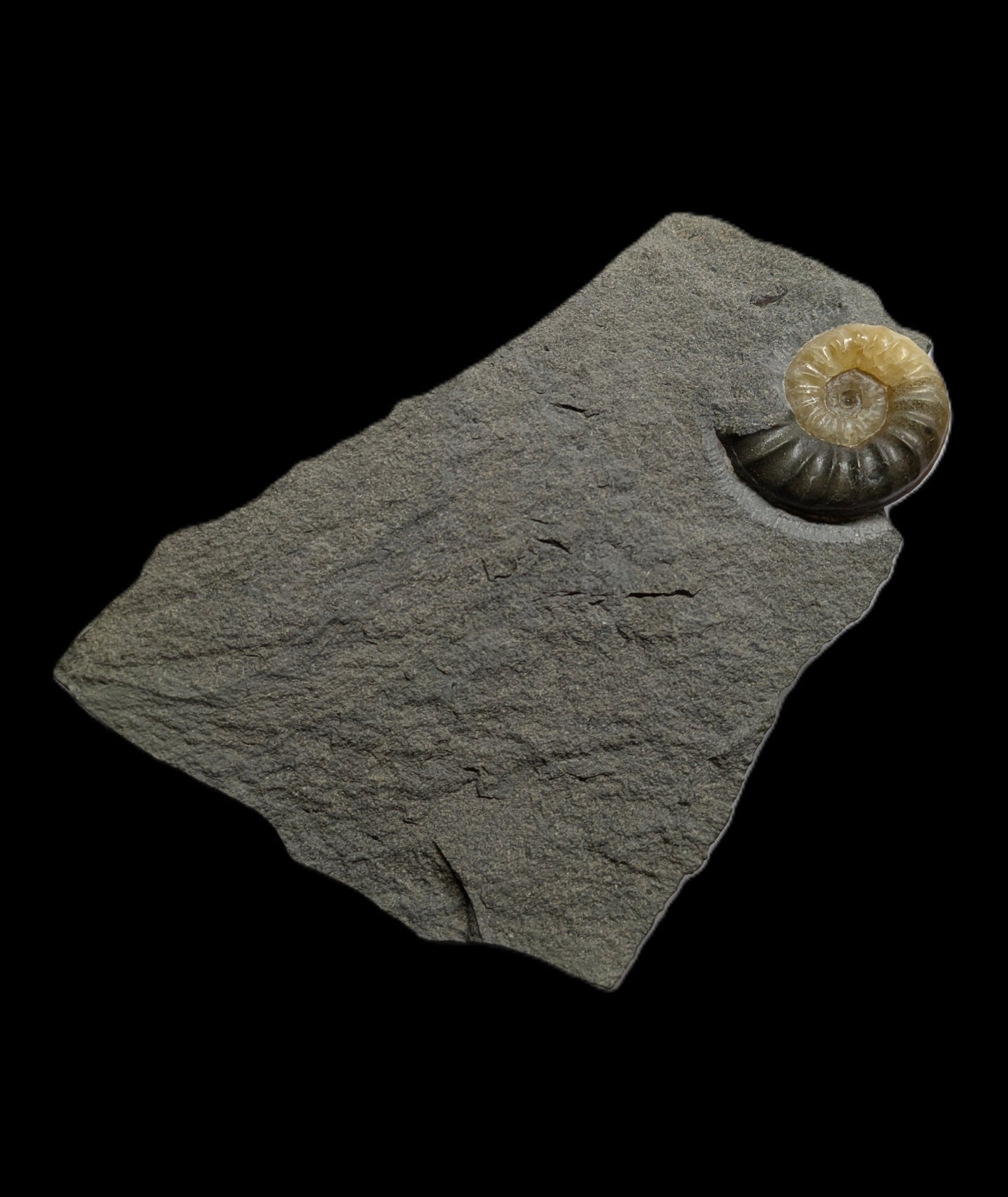 Asteroceras obtusum - Charmouth, Dorset