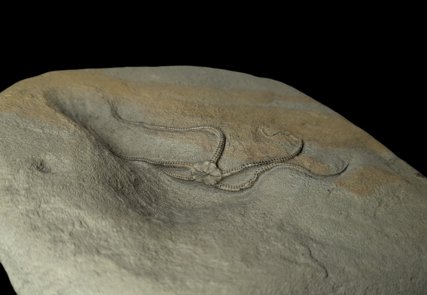 Palaeocoma egertoni - Eype, Dorset