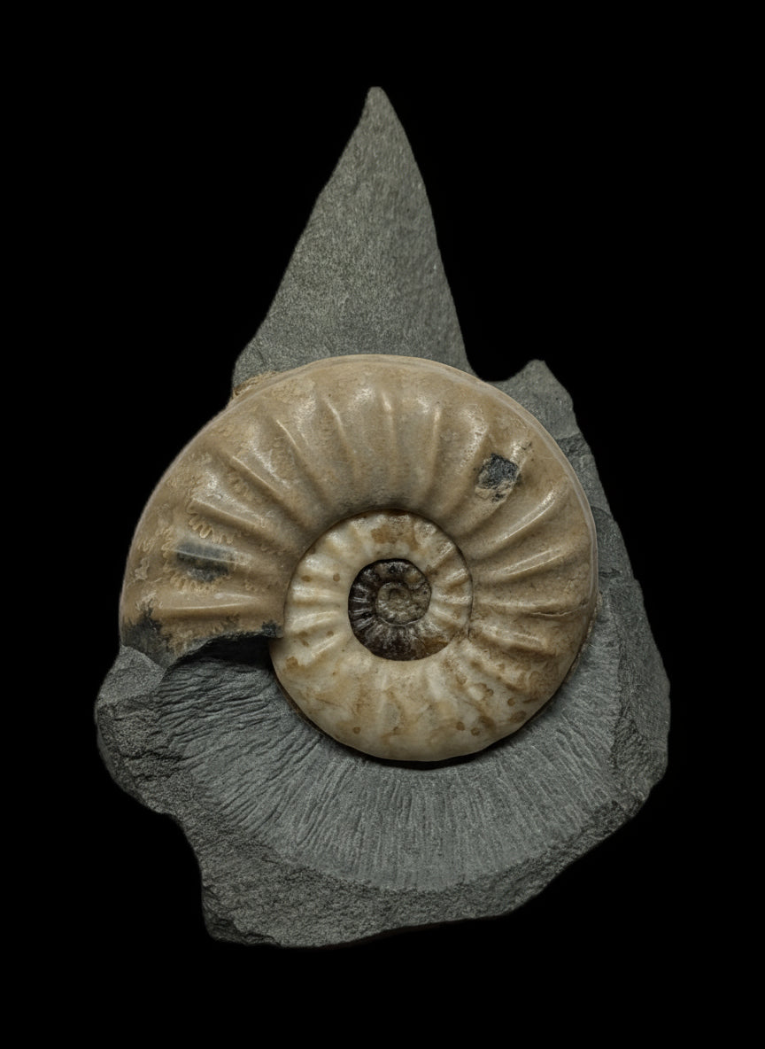 Asteroceras obtusum - Charmouth, Dorset