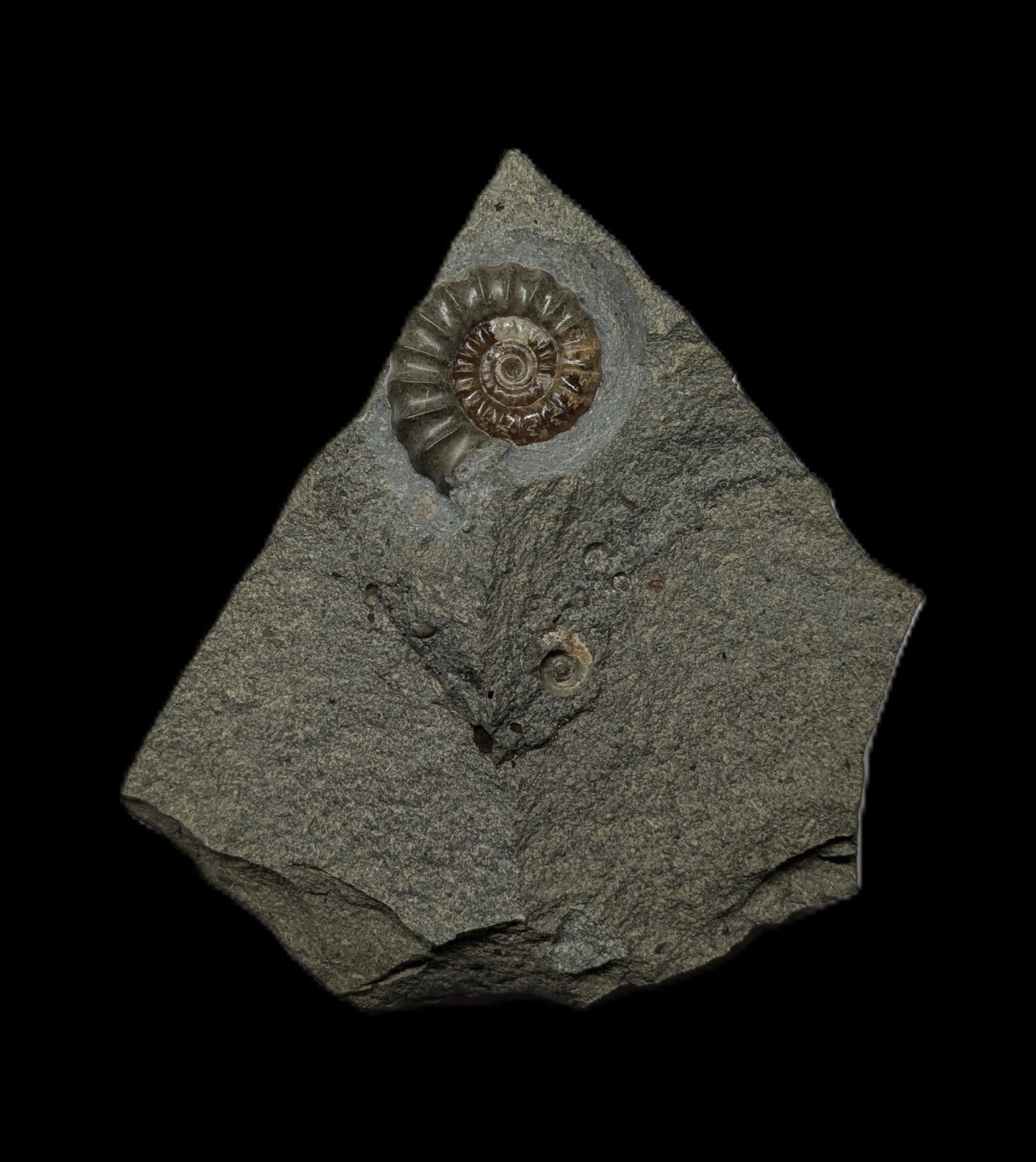 Promicroceras planicosta - Charmouth, Dorset