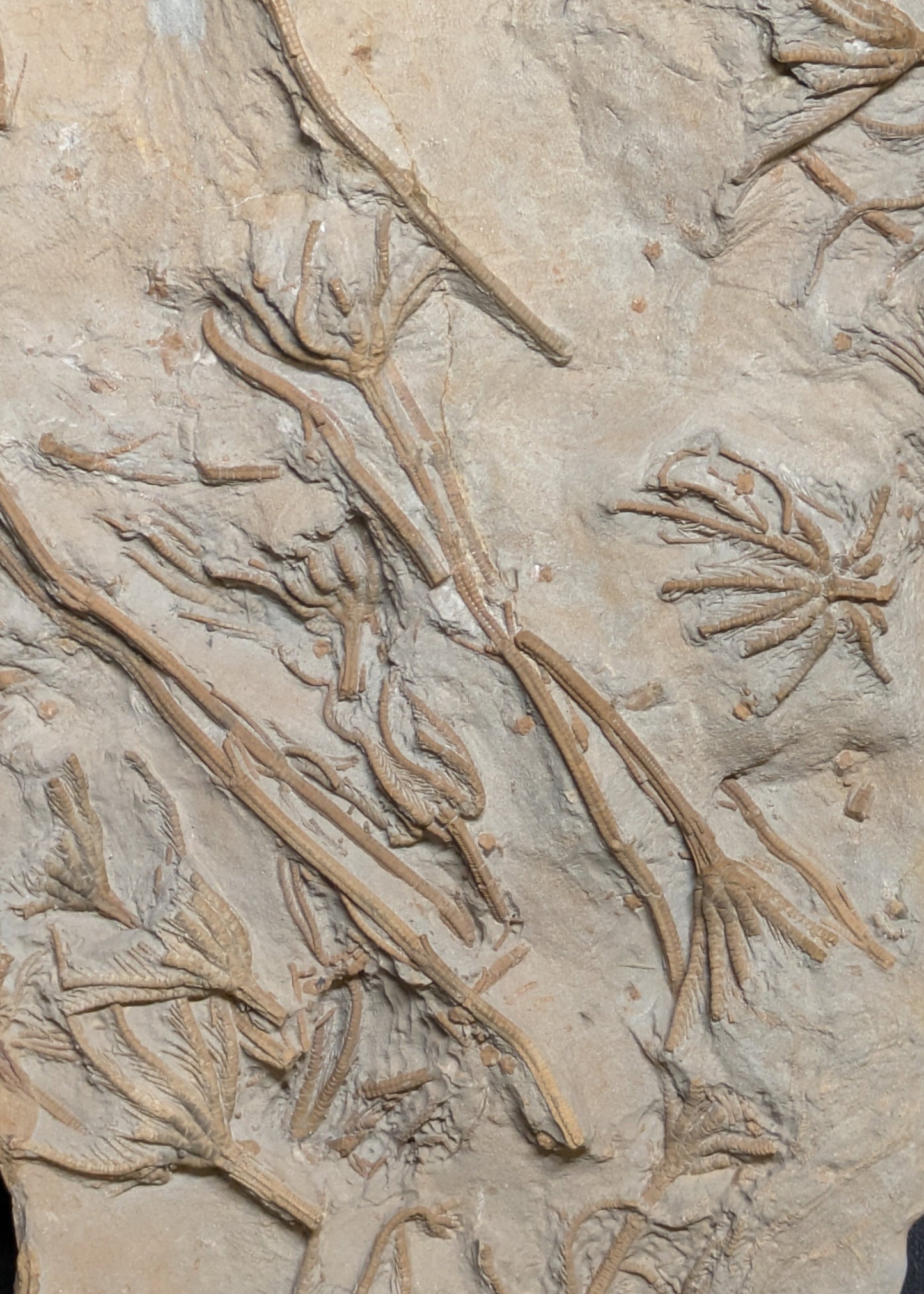 Crinoid and brittlestar cluster - Eype, Dorset