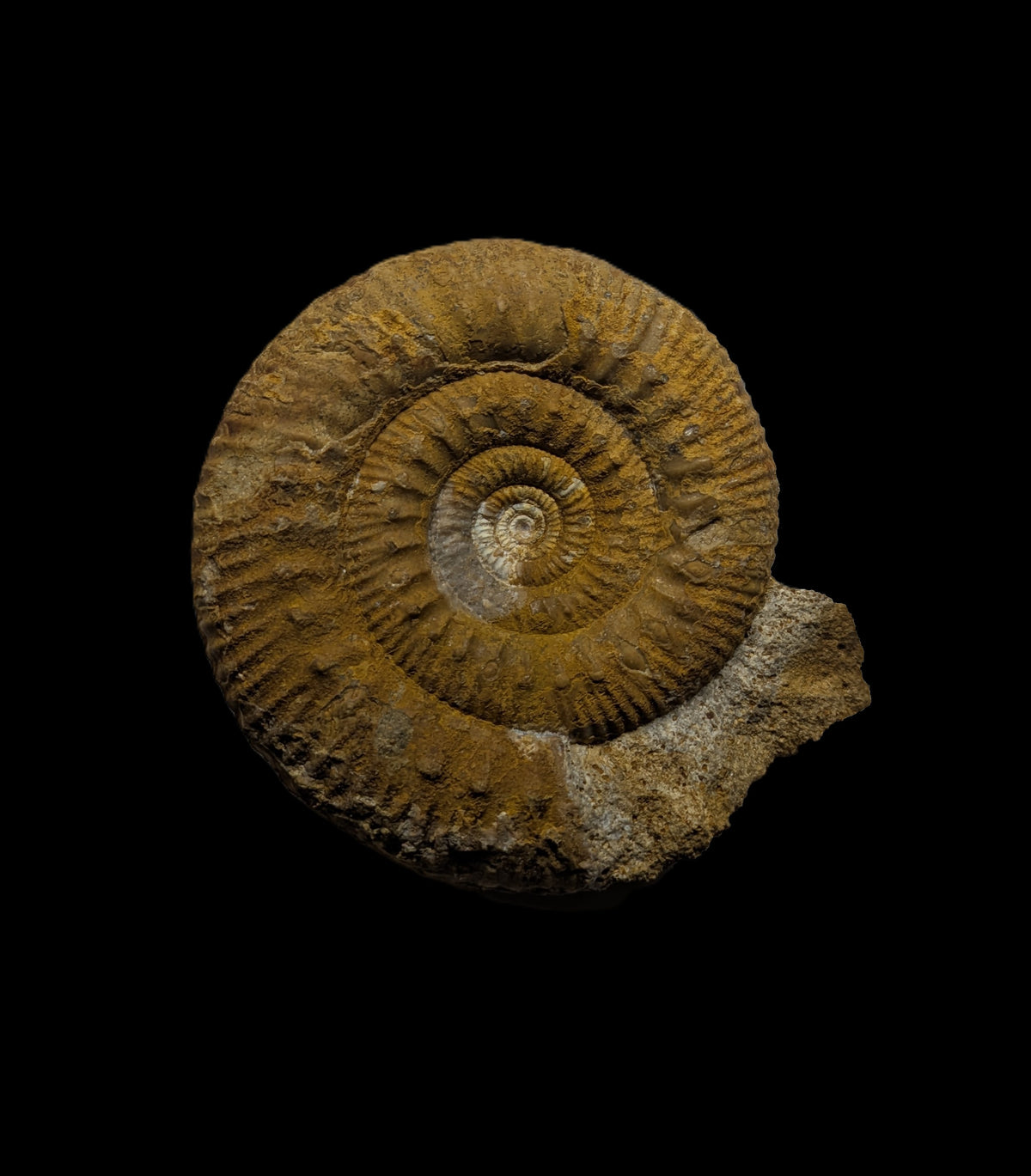Skirroceras sp. - Freshwater, Dorset