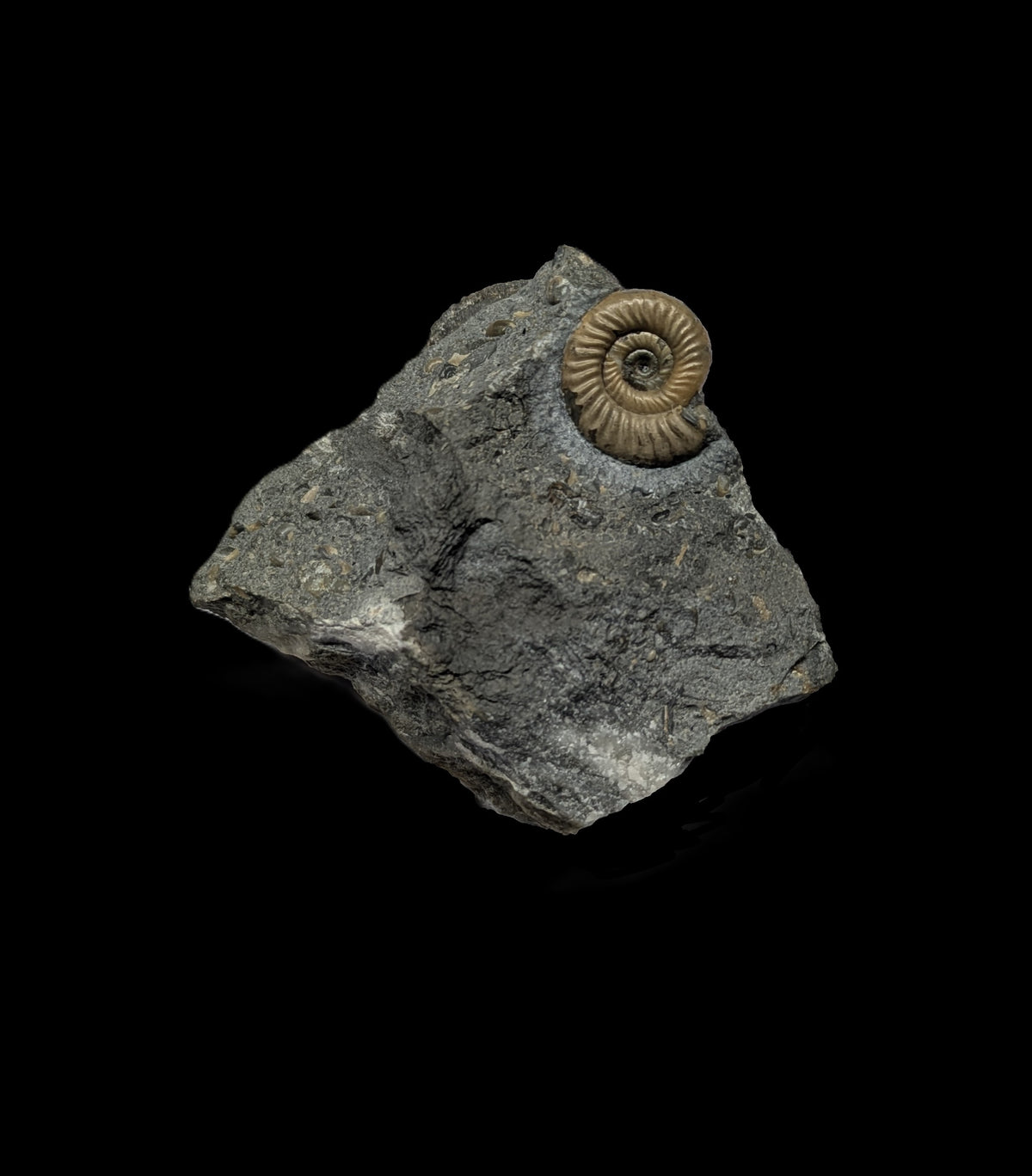 Epophioceras longicella - Charmouth, Dorset