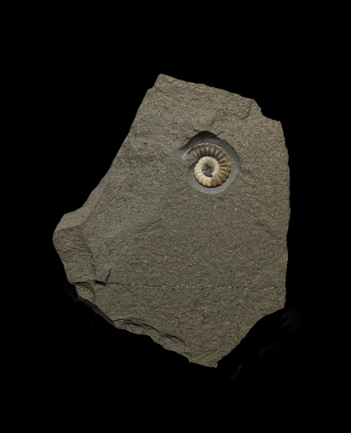 Promicroceras planicosta - Charmouth, Dorset