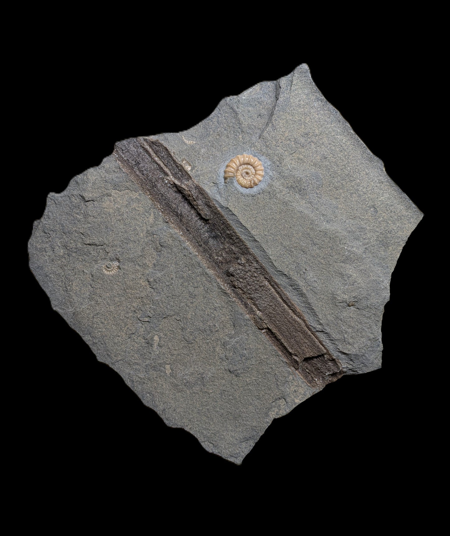 Promicroceras planicosta - Charmouth, Dorset