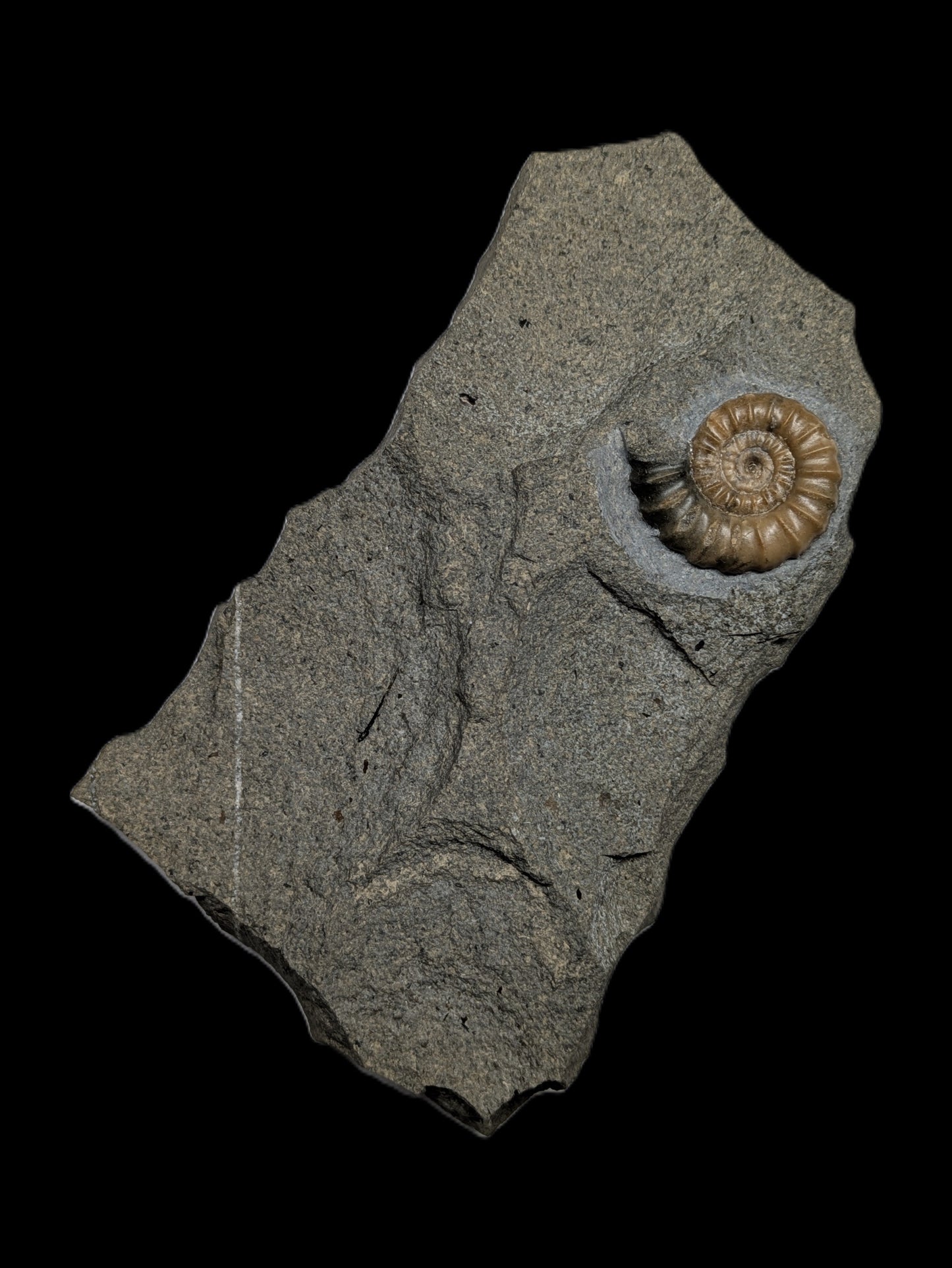 Promicroceras planicosta - Charmouth, Dorset