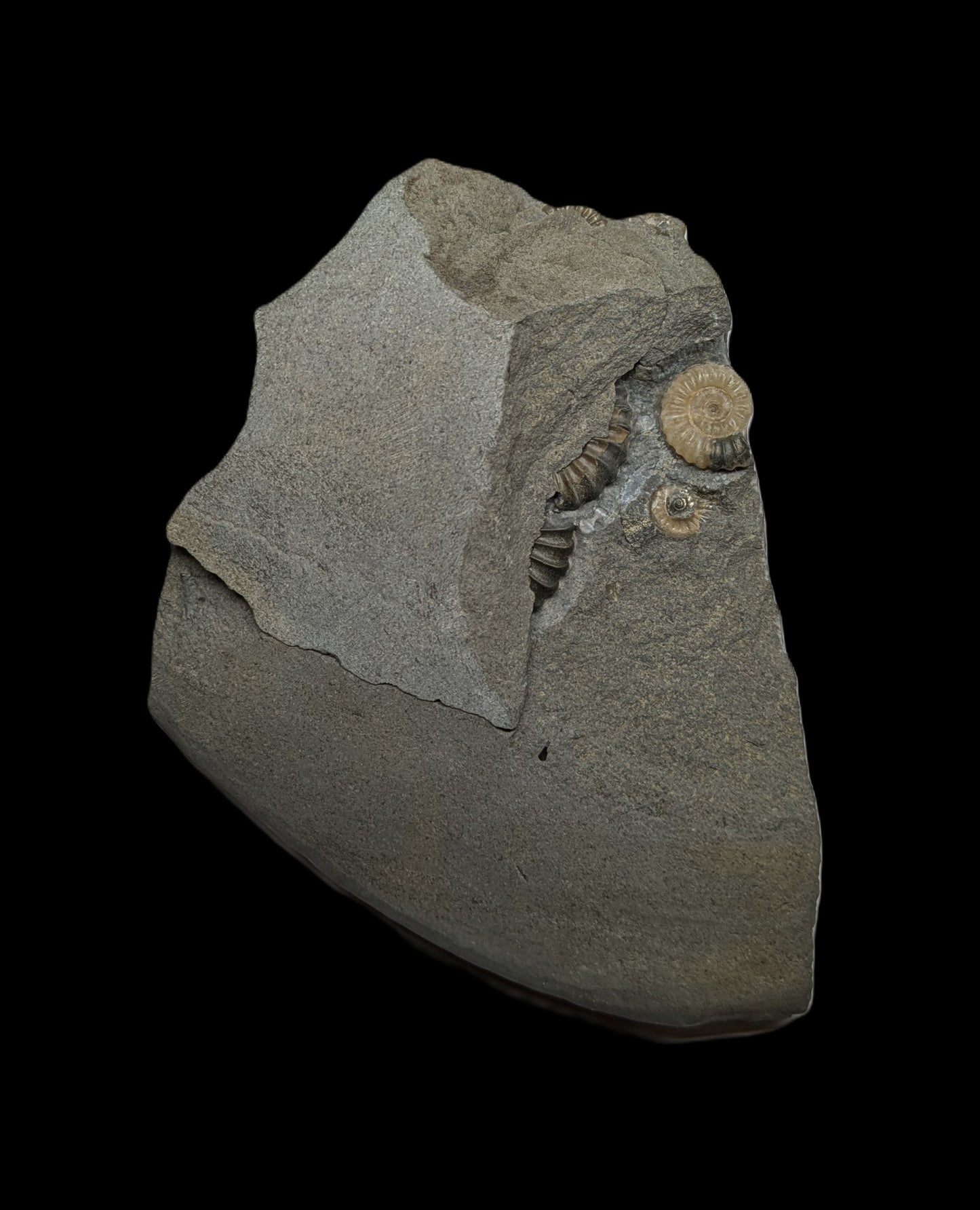 Positive and negative Promicroceras planicosta cluster - Charmouth, Dorset