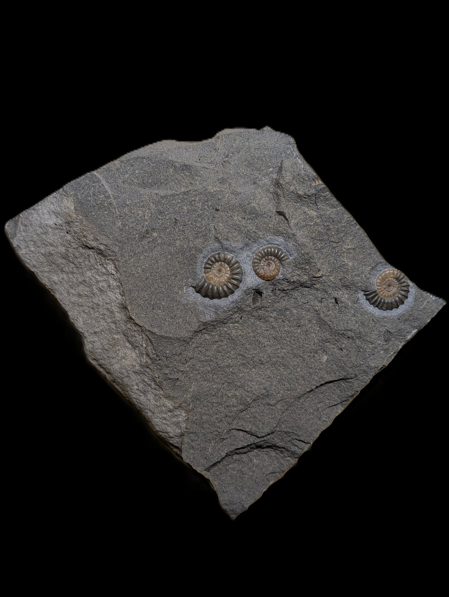 Promicroceras planicosta cluster - Charmouth, Dorset