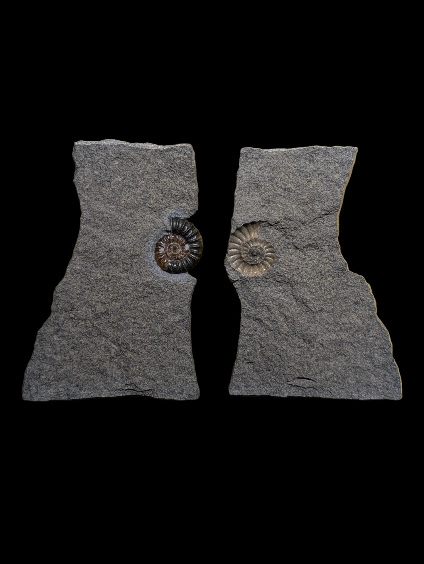 Positive and negative Promicroceras planicosta - Charmouth, Dorset