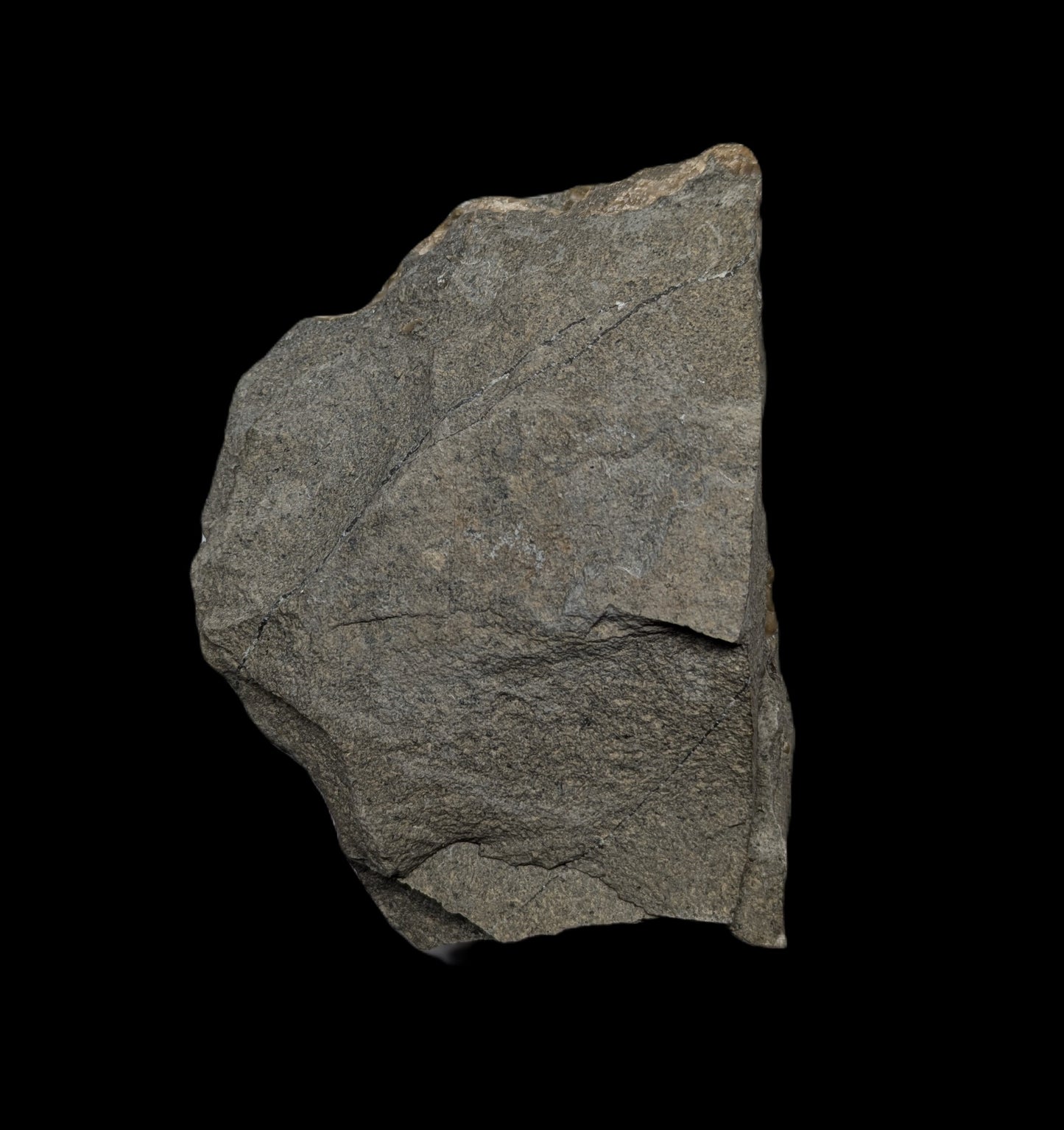 Positive and negative Promicroceras planicosta cluster - Charmouth, Dorset