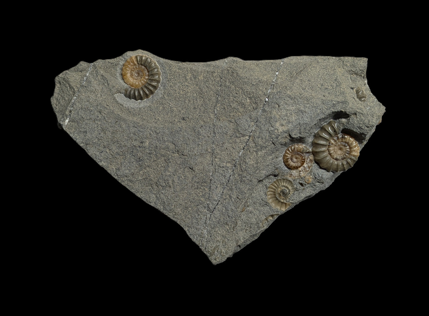 Promicroceras planicosta cluster - Charmouth, Dorset