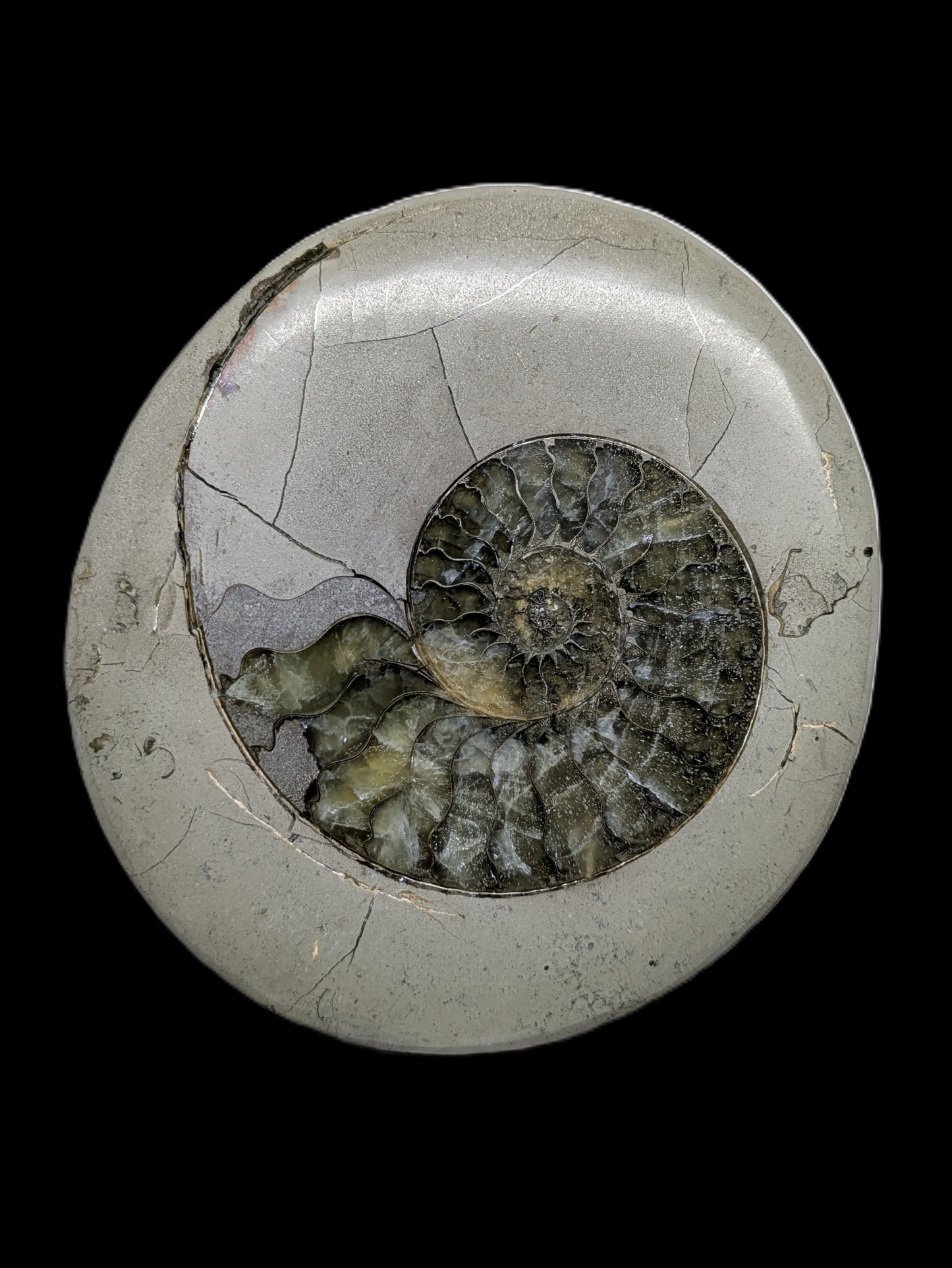 Cut and polished Tragophylloceras sp. - Charmouth, Dorset