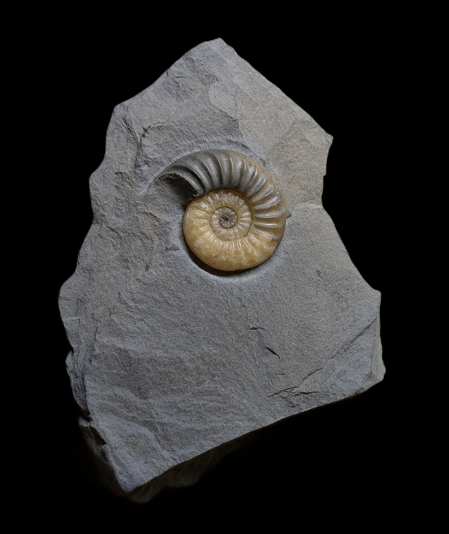 Asteroceras obtusum - Charmouth, Dorset