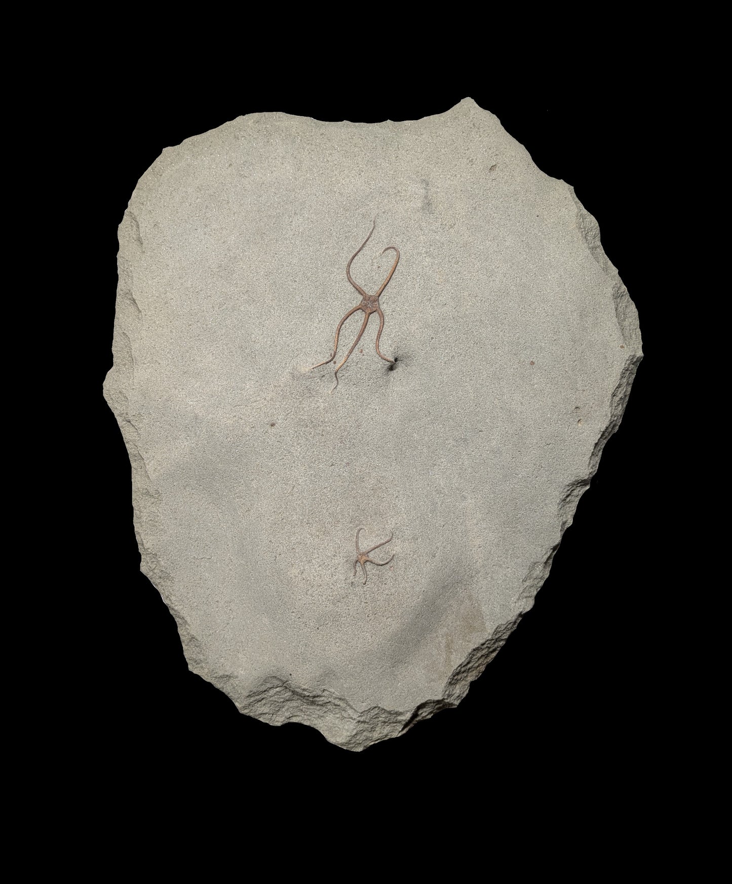 Palaeocoma egertoni - Eype, Dorset