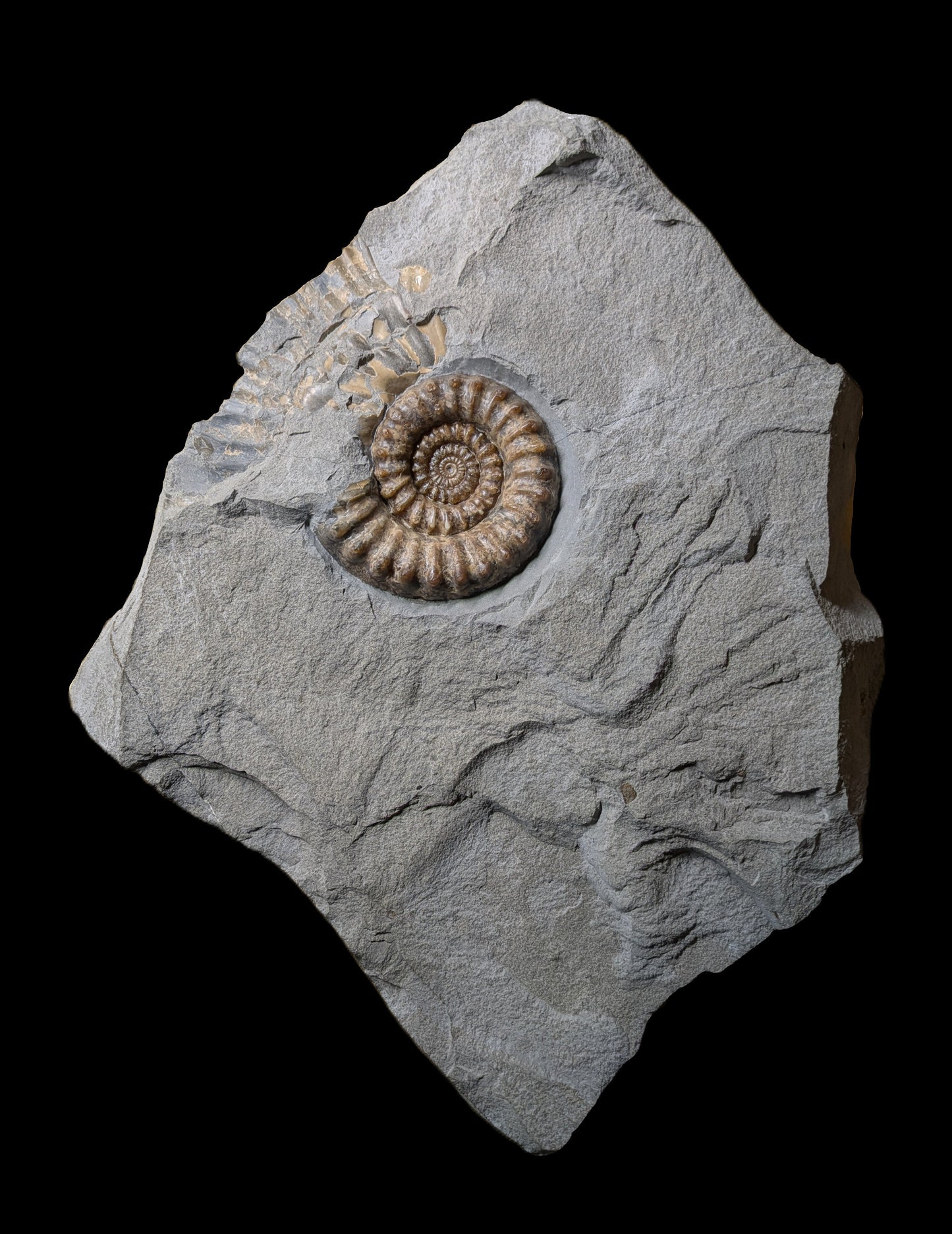 Xipheroceras sp. - Charmouth, Dorset