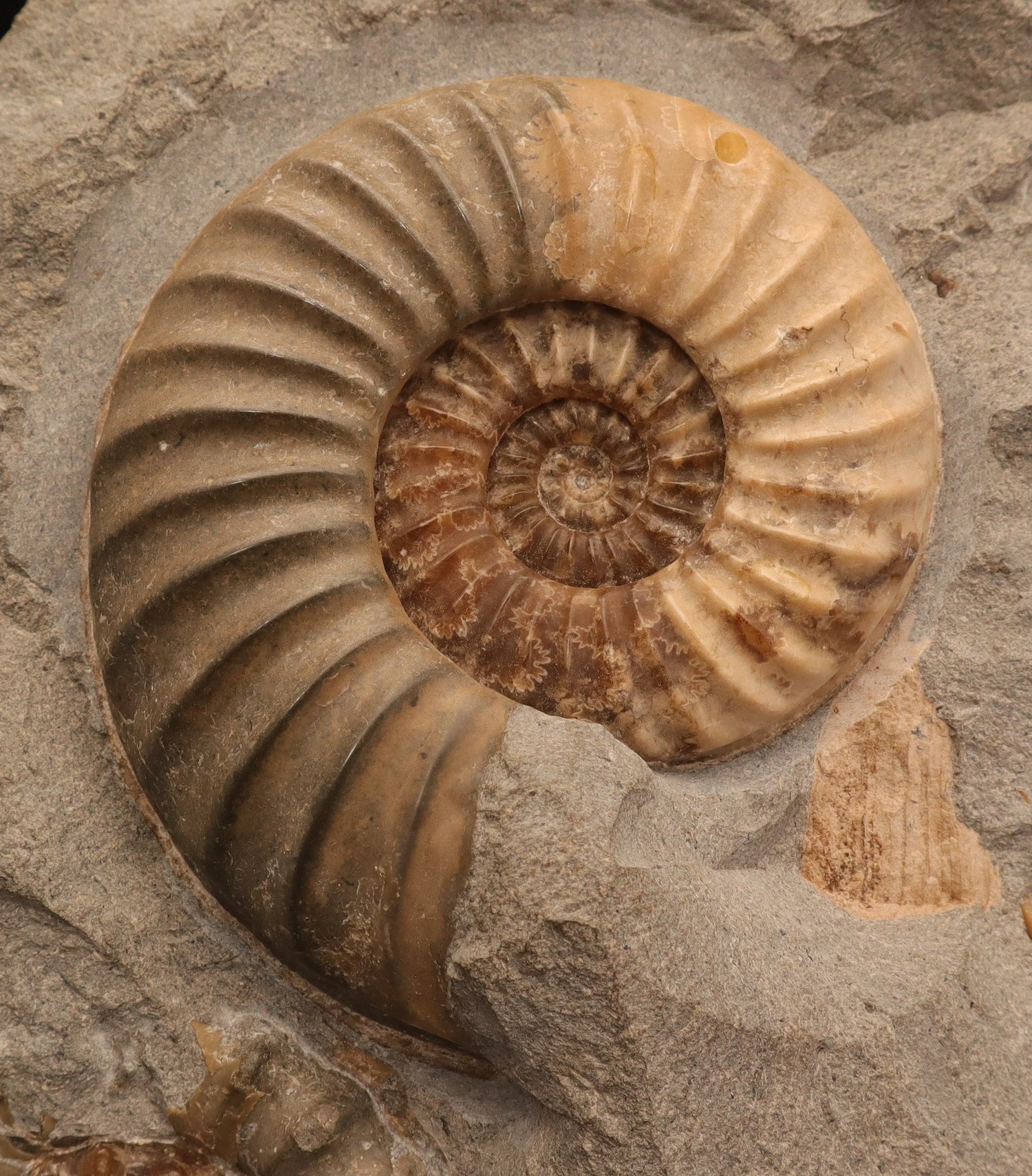 Ammonites