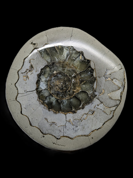 Cut and polished Androgynoceras sp. - Charmouth, Dorset