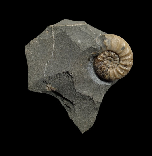 Asteroceras obtusum - Charmouth, Dorset