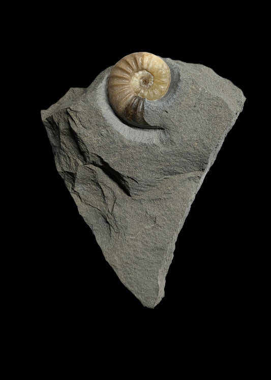 Asteroceras obtusum - Charmouth, Dorset