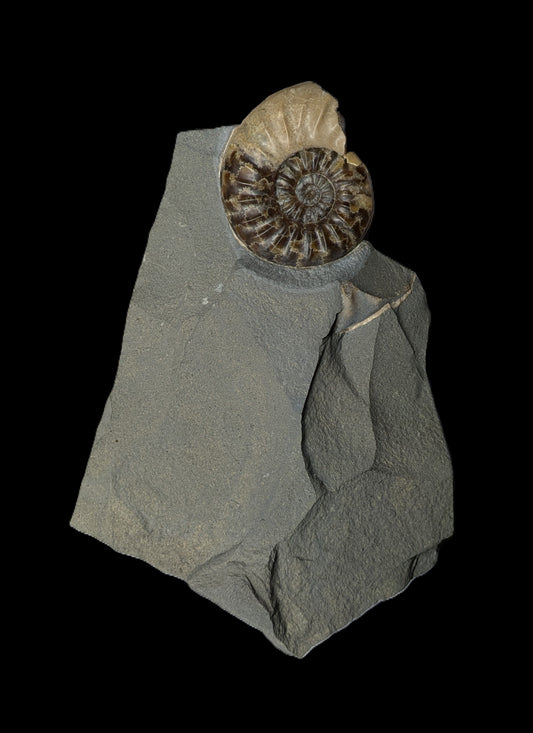 Asteroceras obtusum - Charmouth, Dorset