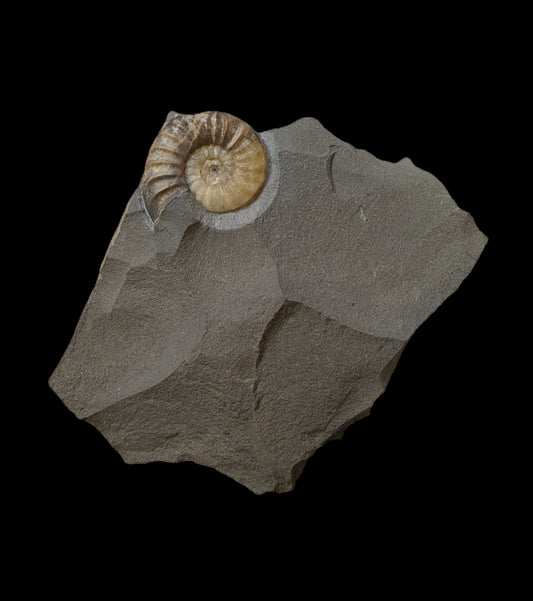 Asteroceras obtusum - Charmouth, Dorset