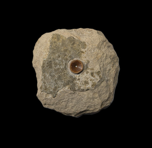 Fish vertebra - Swanage, Dorset