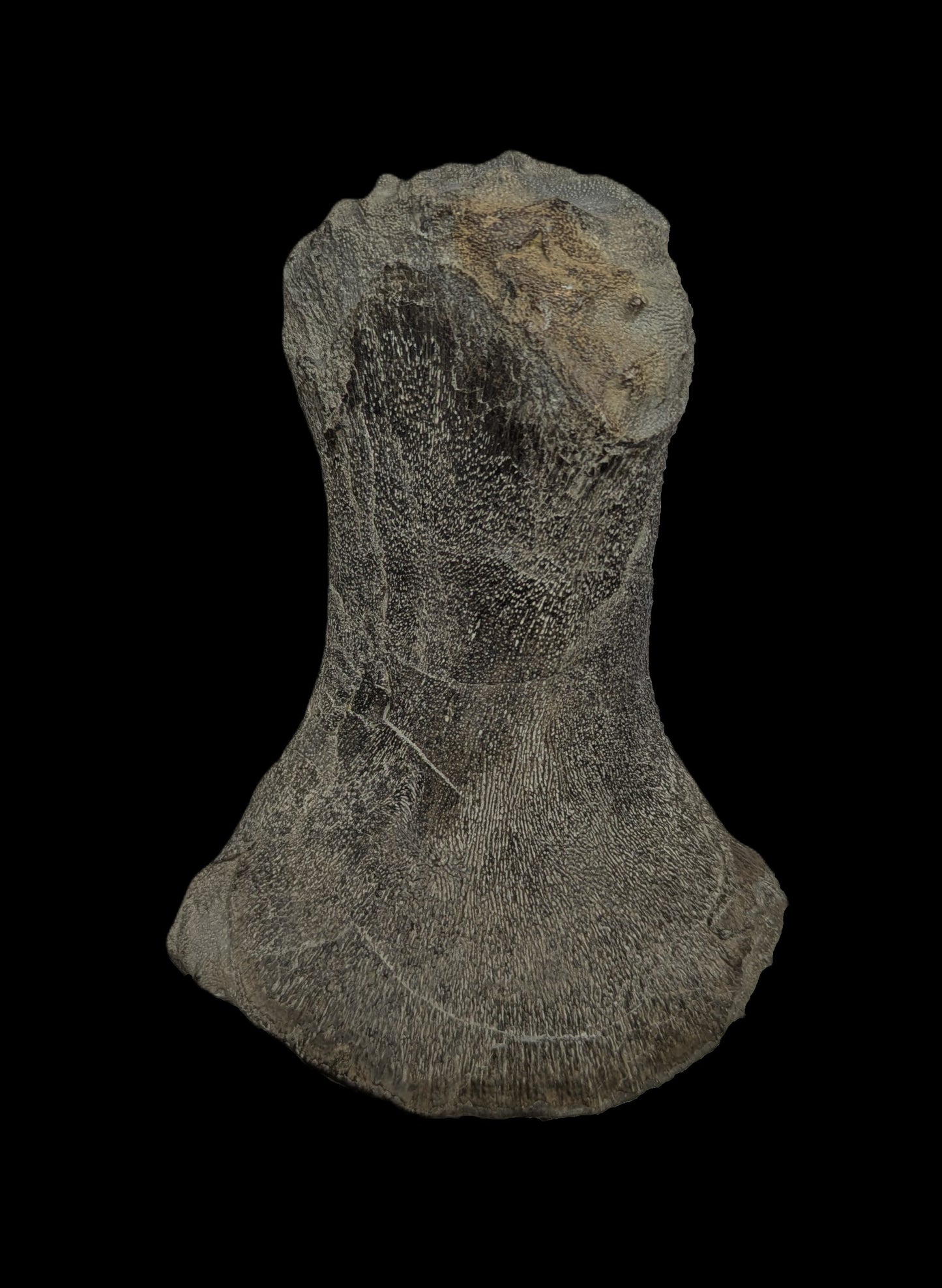 Ichthyosaurus sp. - Lyme Regis, Dorset