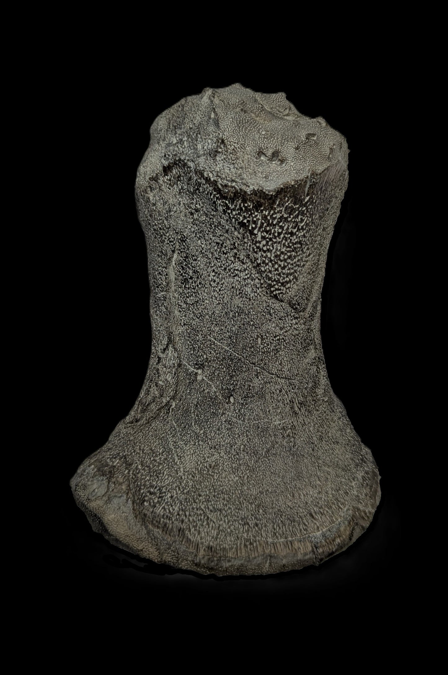 Ichthyosaurus sp. - Lyme Regis, Dorset