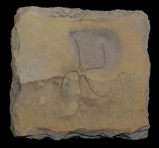 Palaeocoma egertoni - Eype, Dorset