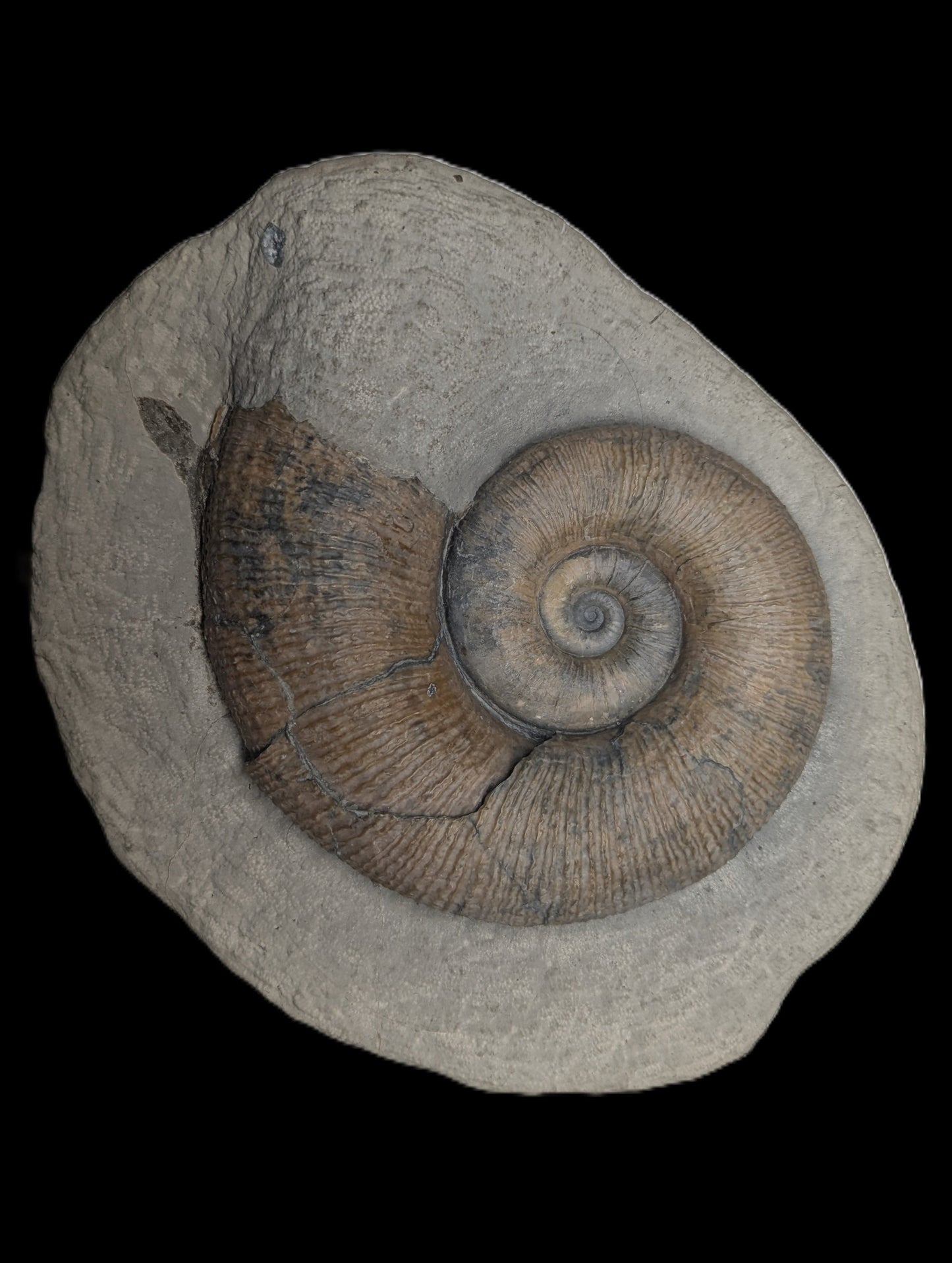 Lytoceras sp. - Seatown, Dorset