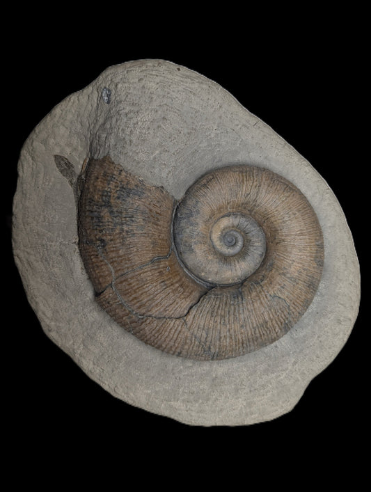 Lytoceras sp. - Seatown, Dorset