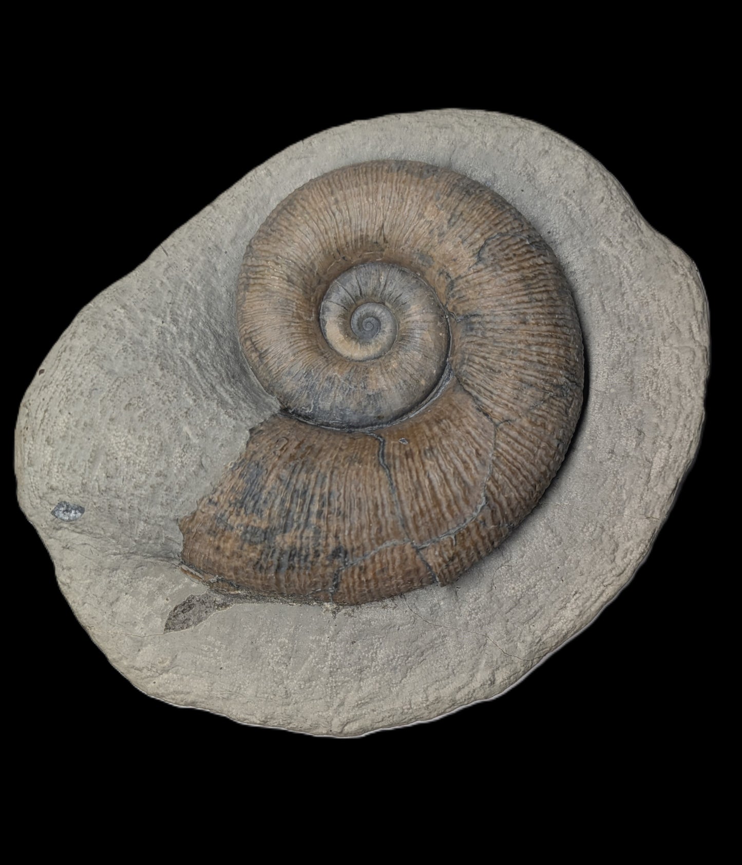 Lytoceras sp. - Seatown, Dorset