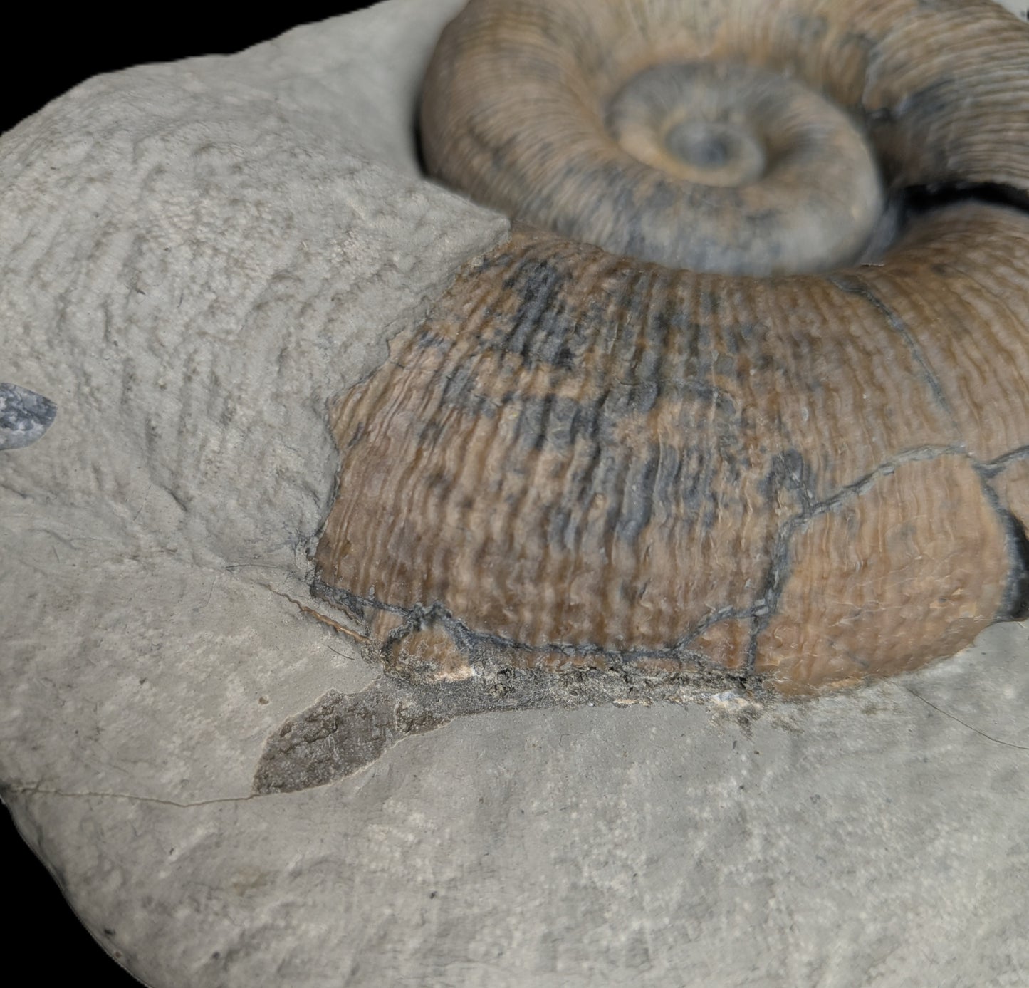 Lytoceras sp. - Seatown, Dorset