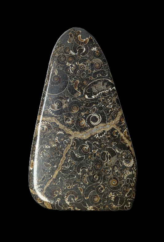 Cut and polished Promicroceras sp. and Asteroceras sp. cluster - Marston Magna, Somerset