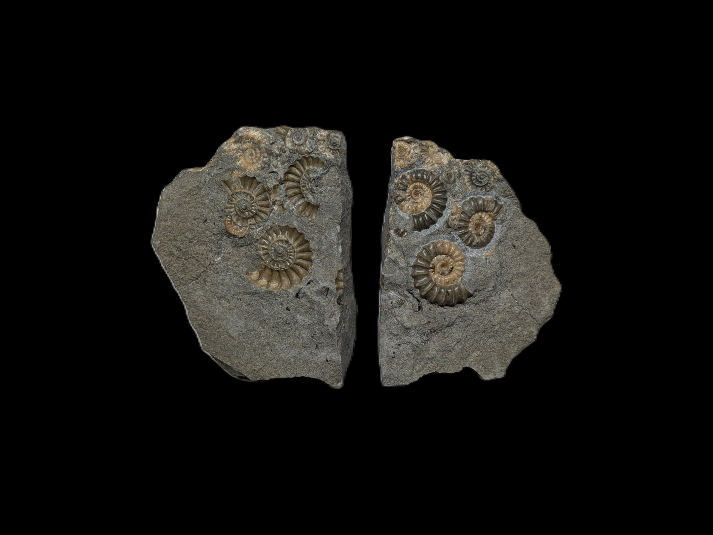 Positive and negative Promicroceras planicosta cluster - Charmouth, Dorset