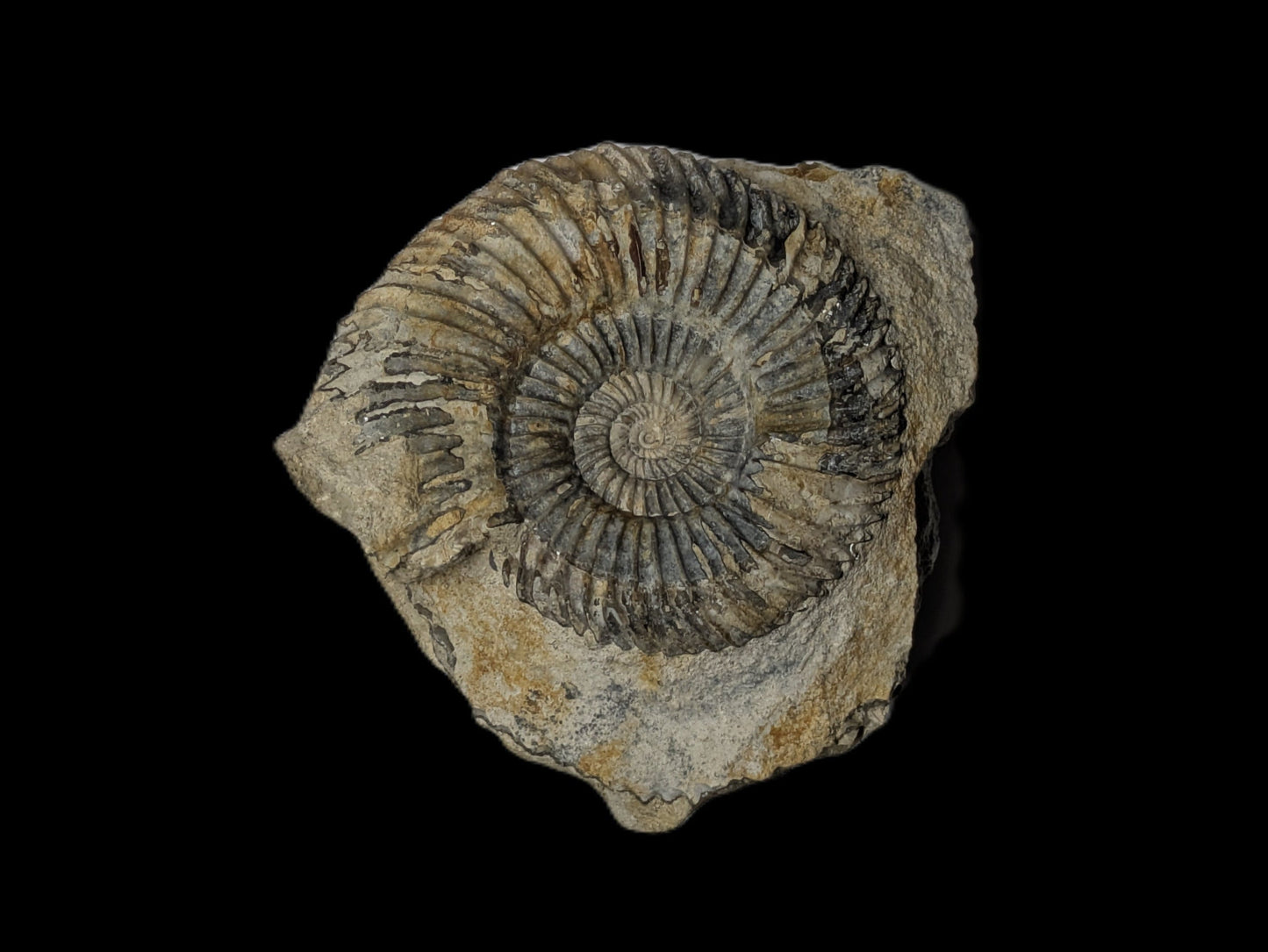 Parkinsonia sp. - Freshwater, Dorset