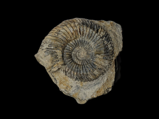 Parkinsonia sp. - Freshwater, Dorset