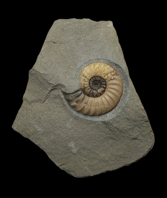 Asteroceras obtusum - Charmouth, Dorset