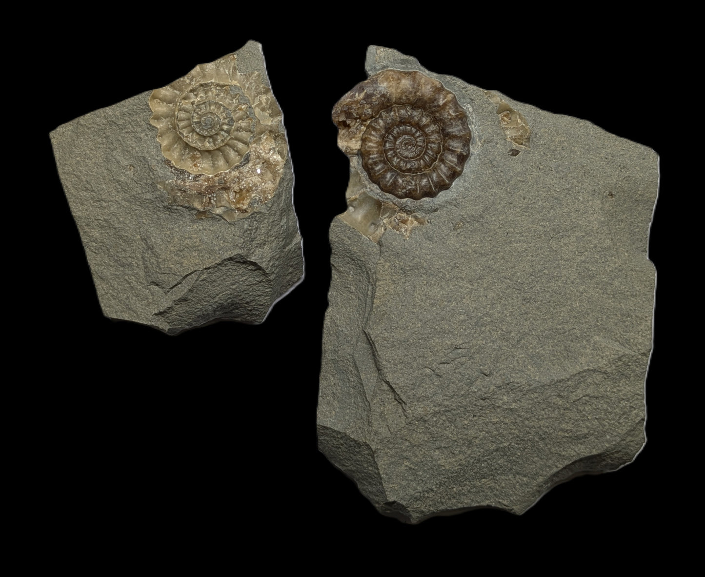 Positive and negative Xipheroceras sp. - Charmouth, Dorset