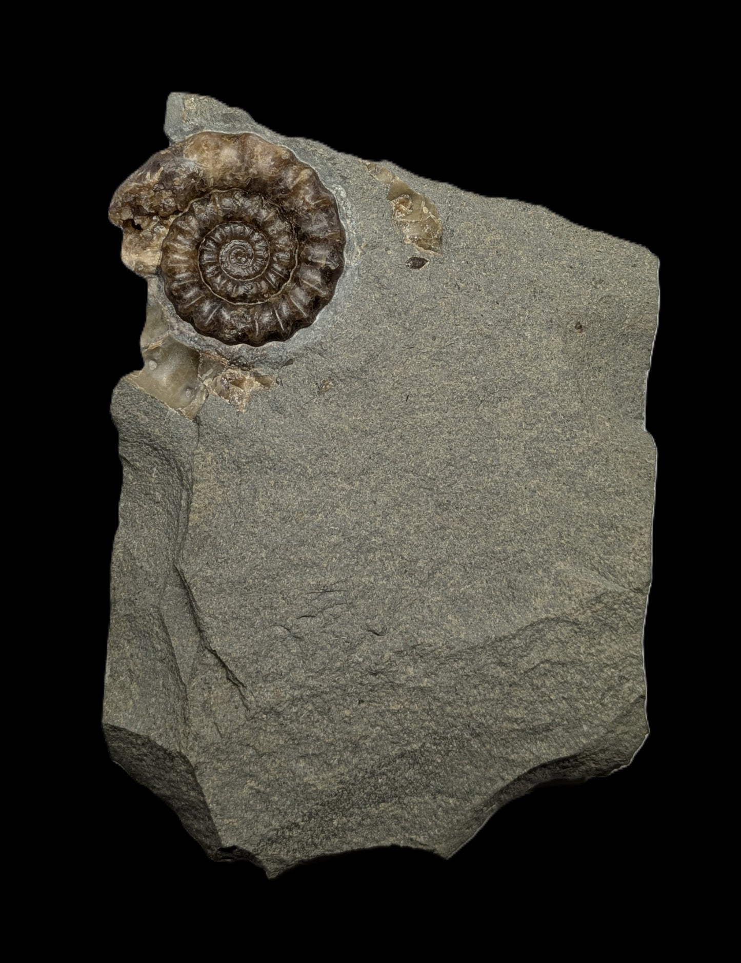 Positive and negative Xipheroceras sp. - Charmouth, Dorset