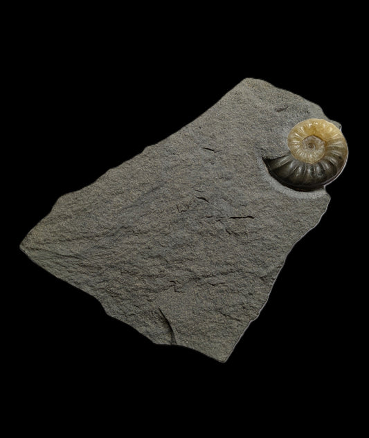 Asteroceras obtusum - Charmouth, Dorset