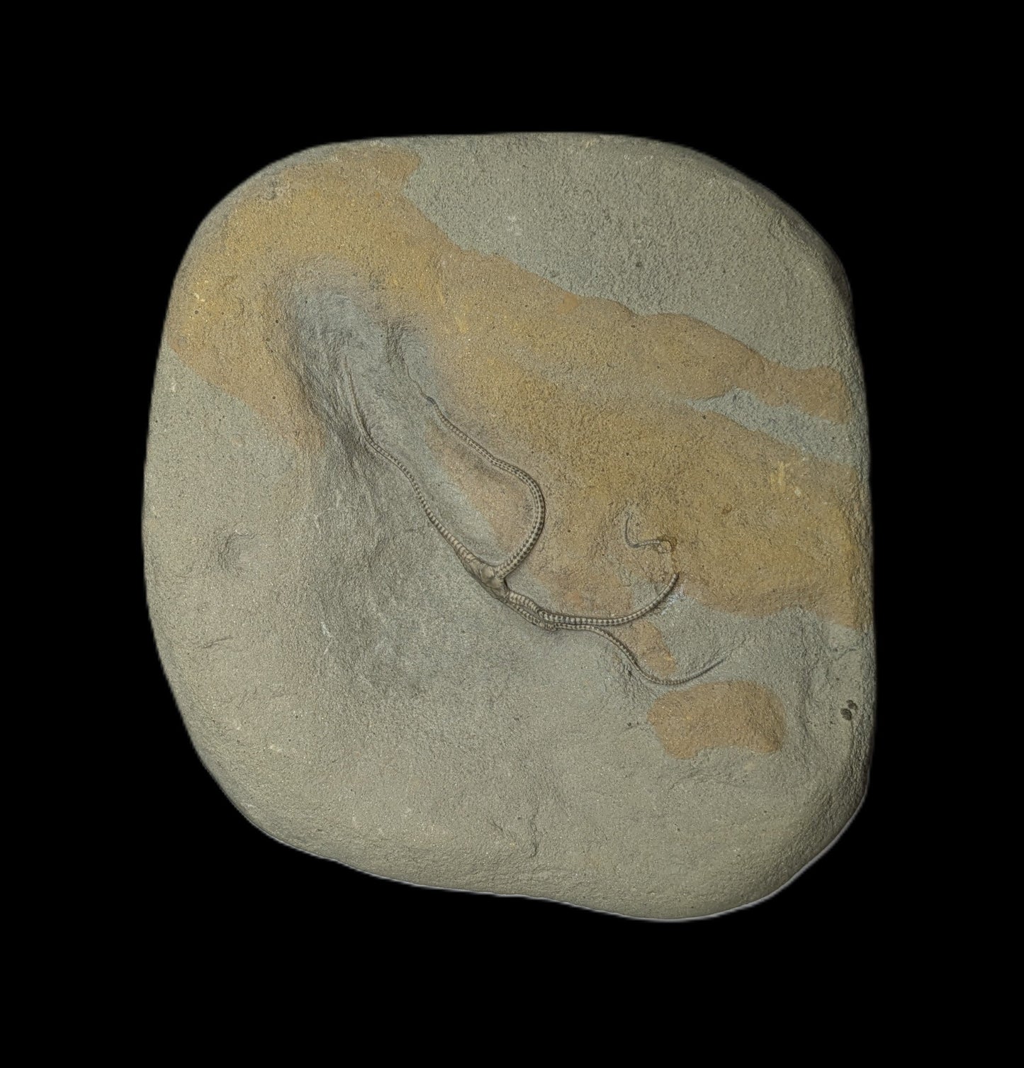 Palaeocoma egertoni - Eype, Dorset