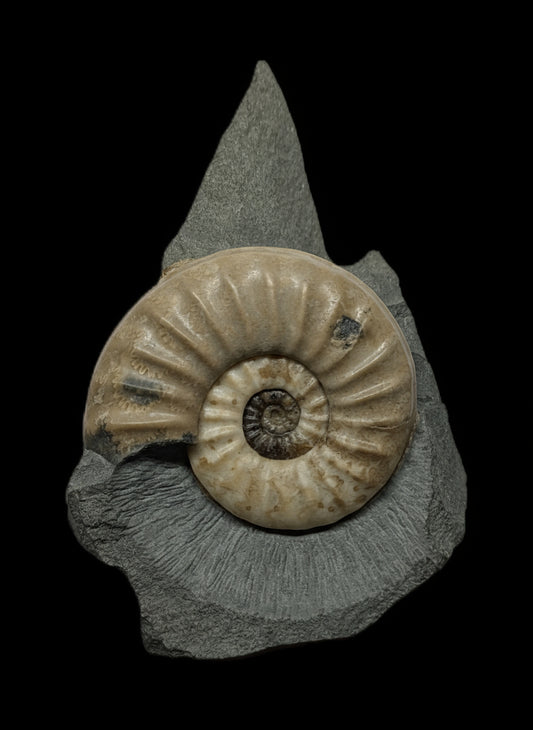 Asteroceras obtusum - Charmouth, Dorset